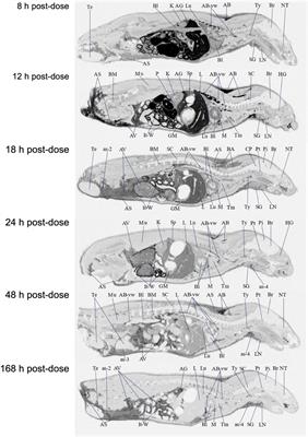 Pharmacokinetics, Mass Balance, Excretion, and Tissue Distribution of Plasmalogen Precursor PPI-1011